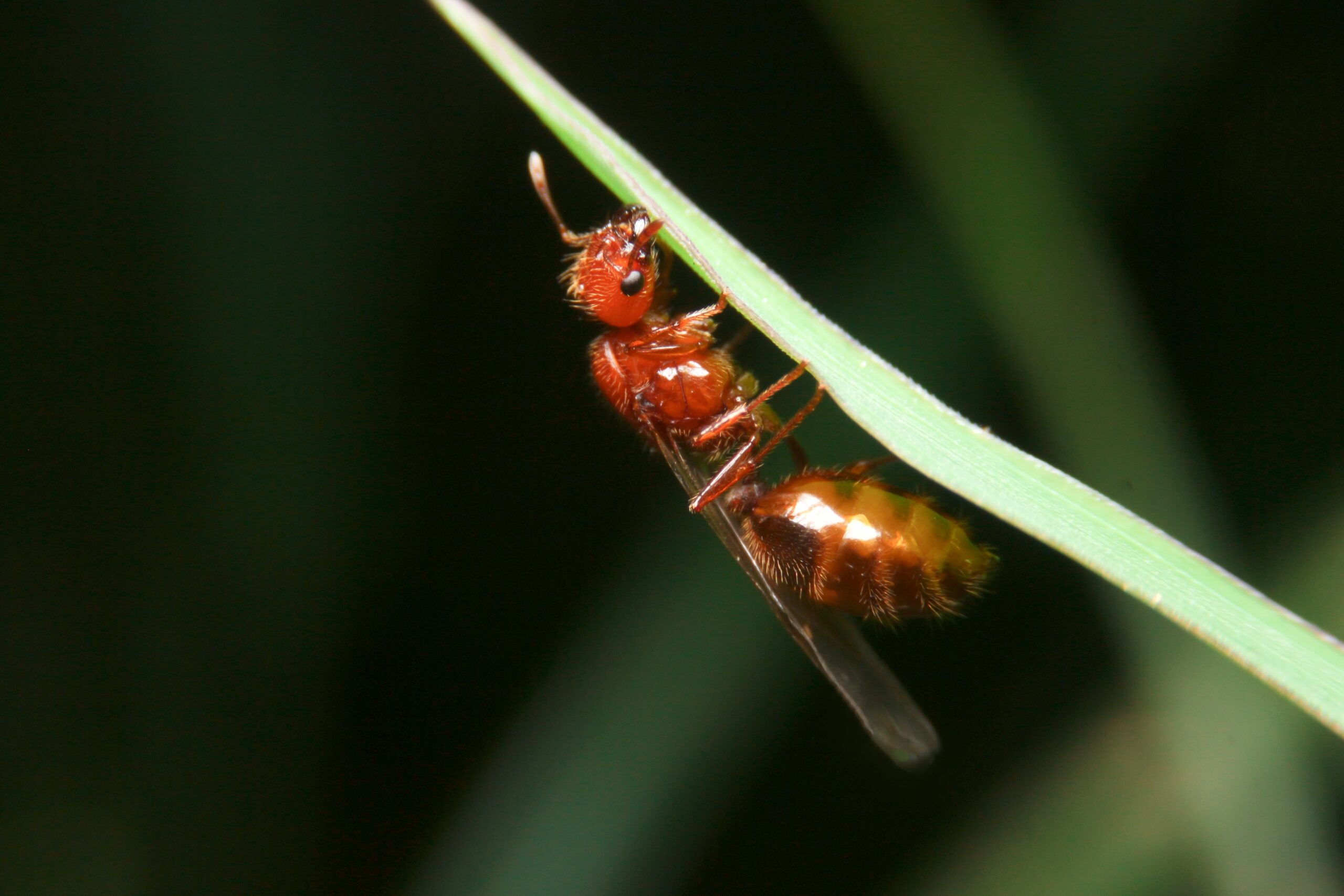 Fire Ant Queen