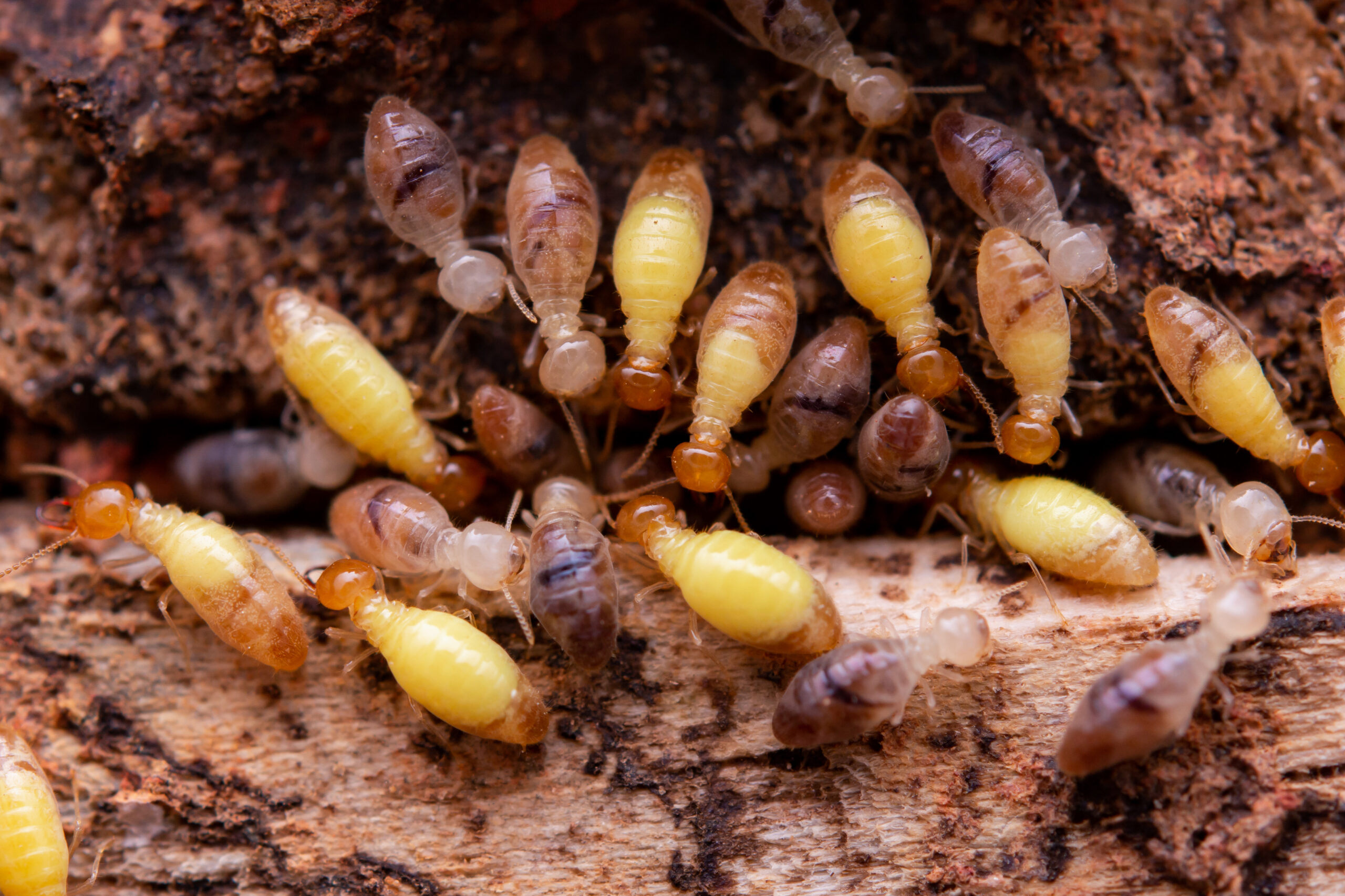 Termite Inspection