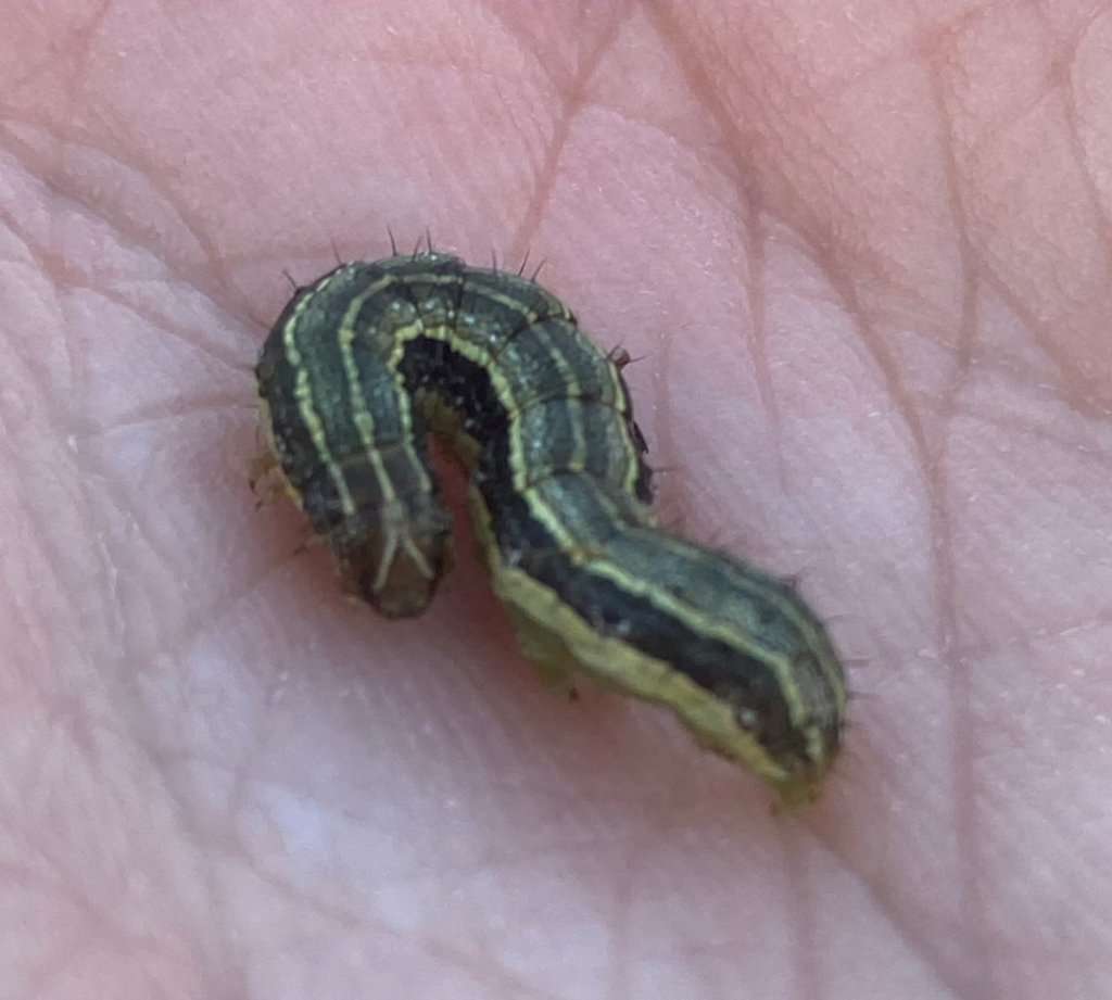 armyworm control in the carolinas