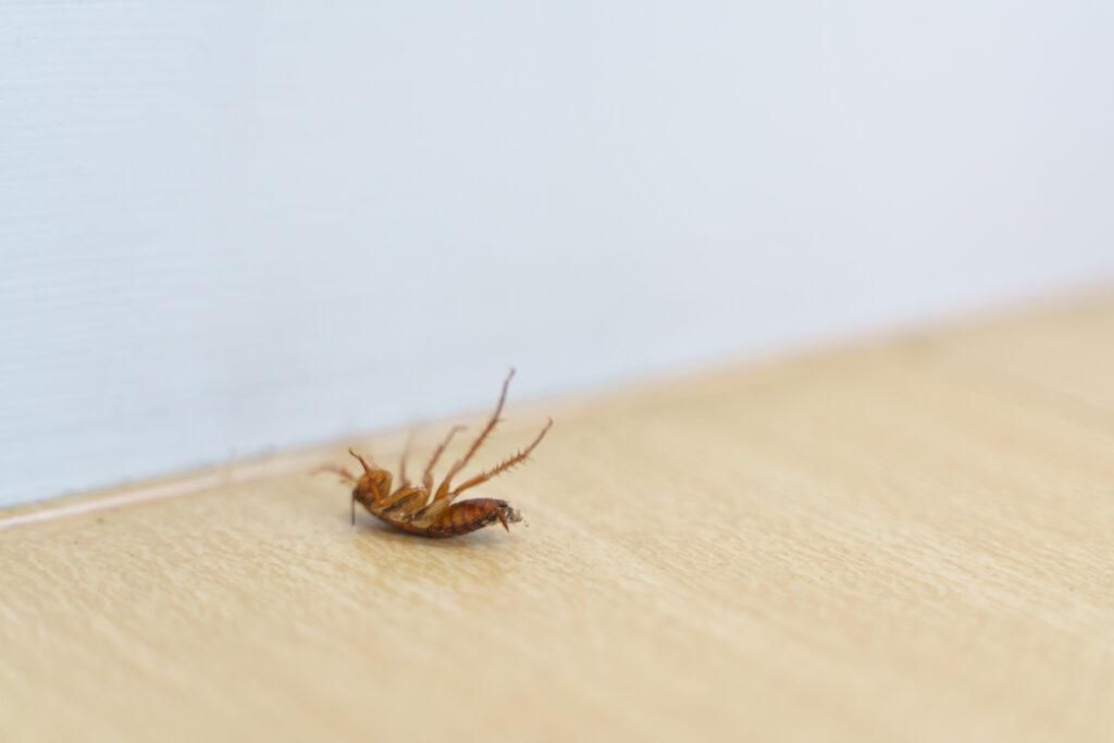 Dead Cockroach in a Clean House