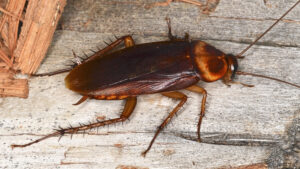 American Cockroaches in the Carolinas