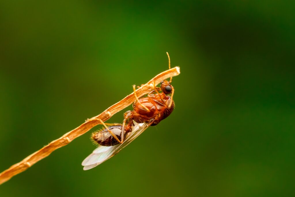 Fire Ant Swarmer - A Reproductive Winged Flying Ant