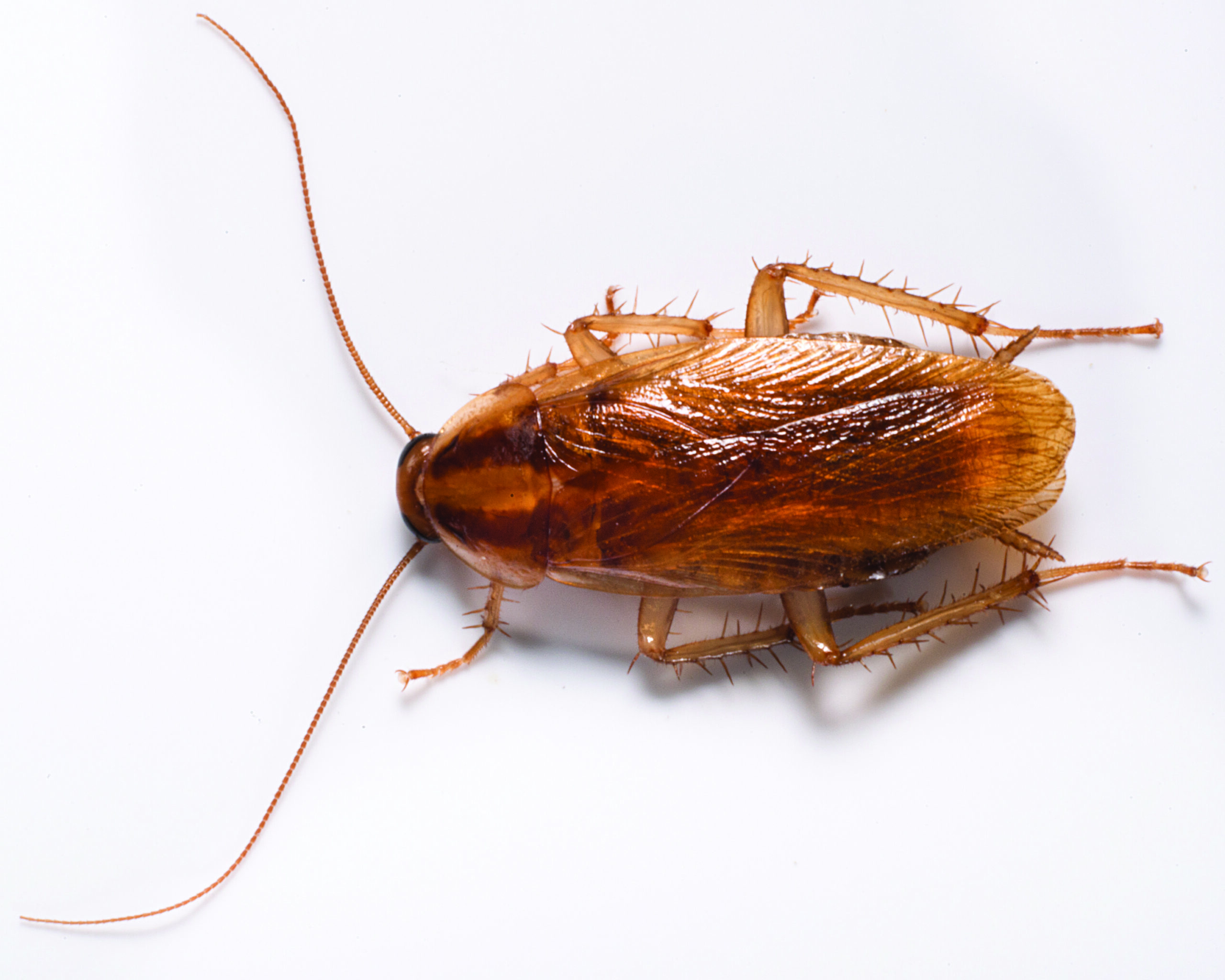 German Roach Clarks Pest How To Get Rid Of Roaches