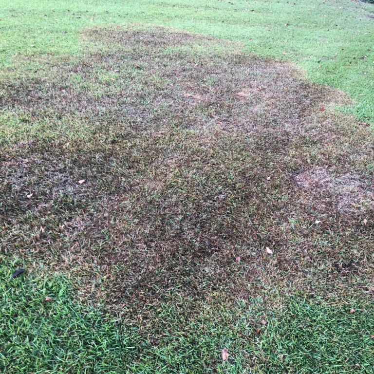 Lawn Fungus Control - Clarks Pest | Lawn Fungus Types