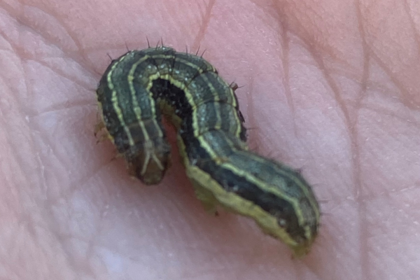 armyworm control in the carolinas