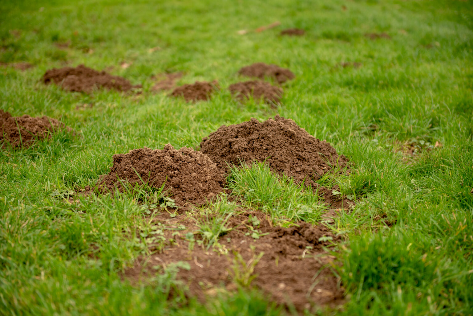 Yard Mole Control Near Me - Clarks Pest | Yard Mole Removal