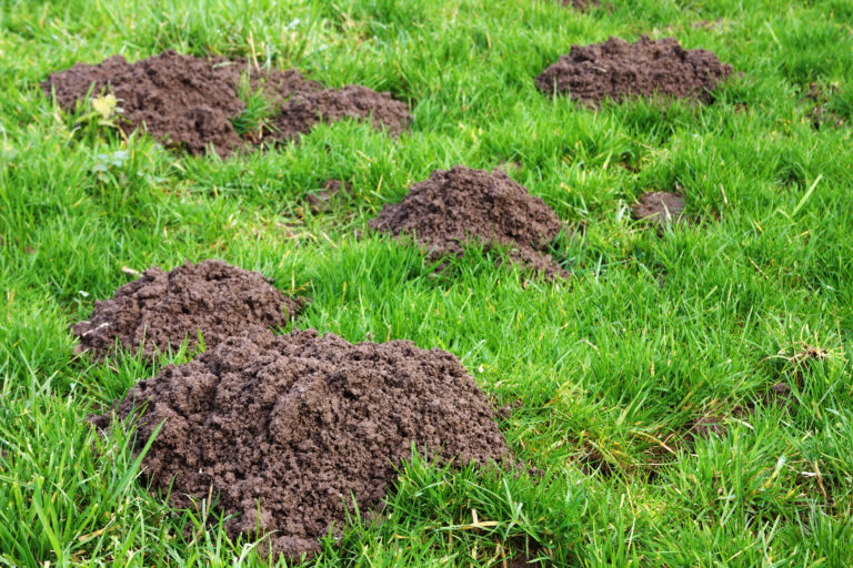 Yard Mole Control Near Me - Clarks Pest | Yard Mole Removal